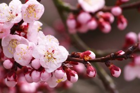 开云网站-印度赛制解析：全球化背景下的本土发展，印度赛区