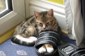 开云网页版-中美蝶泳转身前滑行长度对比图出炉，蝶泳划臂路线