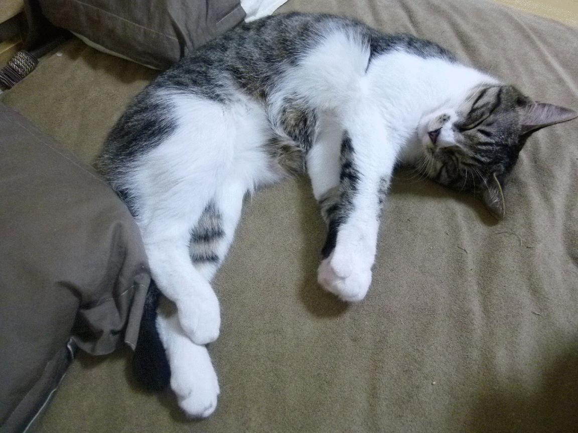 2024混合团体世界杯赛制全面革新，2024乒乓球混合团体世界杯