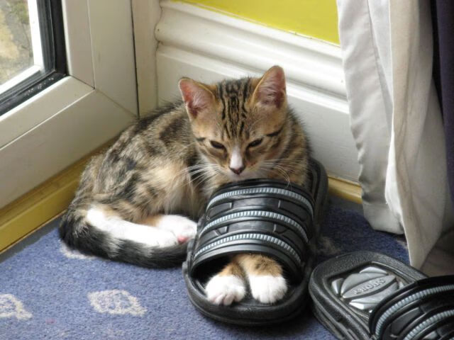 中美蝶泳转身前滑行长度对比图出炉，蝶泳划臂路线