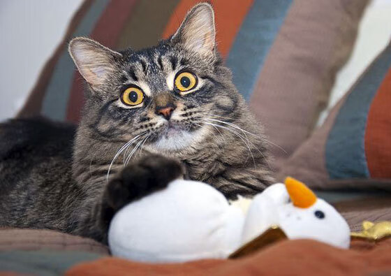 体育新闻中心推广体育赛事短视频版权保护技术,如何创意体育类短视频